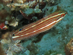 Halichoeres biocellatus