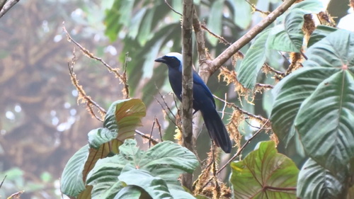 Cyanolyca pulchra