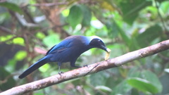 Beautiful Jay photo 2