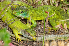 Western Green Lizard photo 4