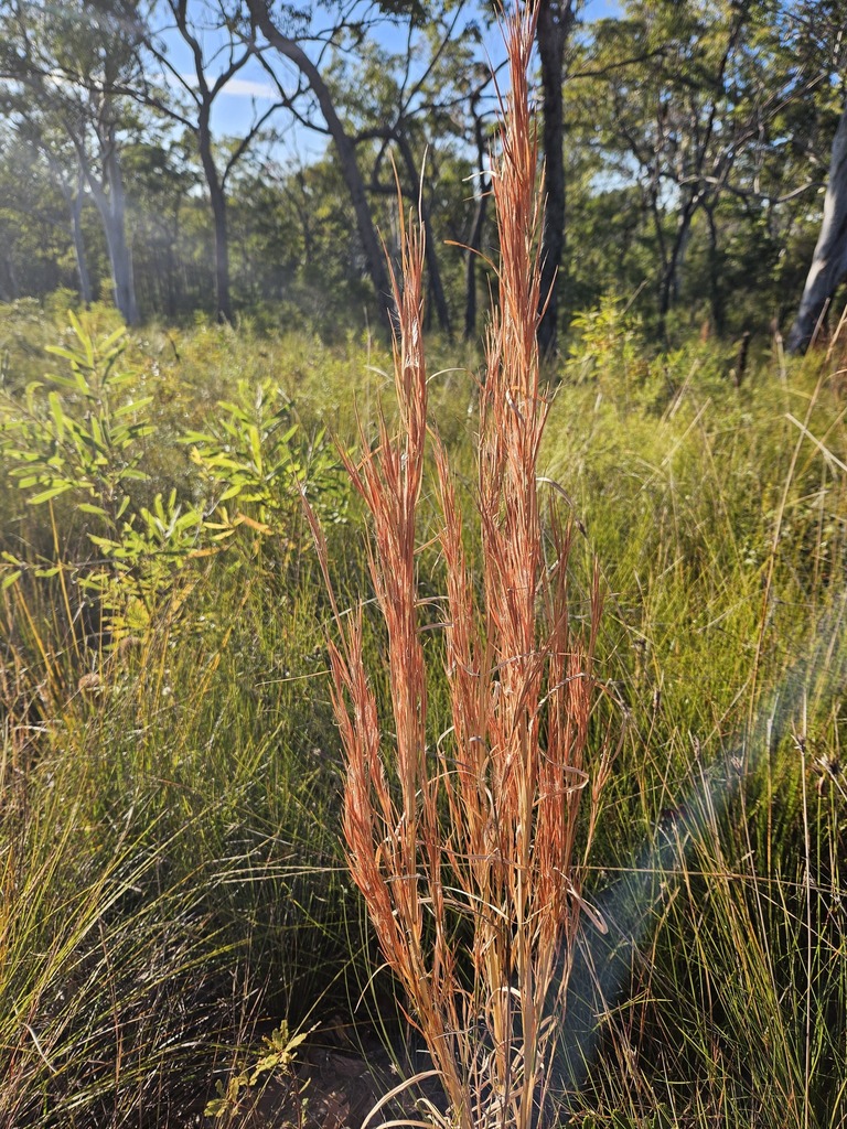 broomsedge bluestem from Tin Can Bay QLD 4580, Australia on June 1
