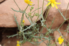 Senecio glaucus subsp. coronopifolius image