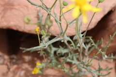 Senecio glaucus subsp. coronopifolius image