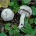 Wood Mushroom - Photo (c) Serge M. Appolonov, some rights reserved (CC BY-NC), uploaded by Serge M. Appolonov