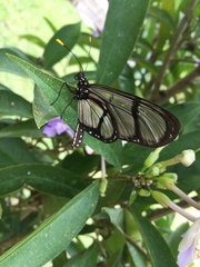 Methona confusa psamathe