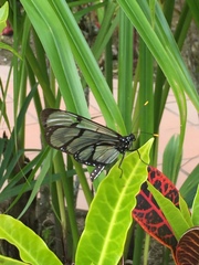 Methona confusa psamathe