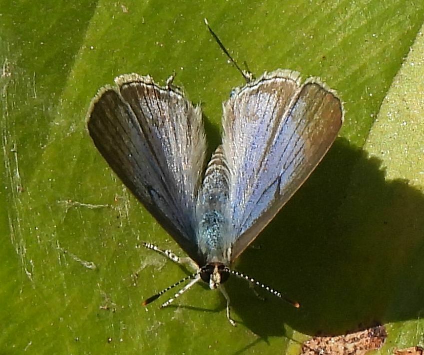 Pilodeudorigina