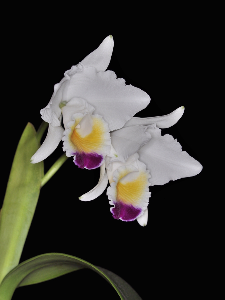 Cattleya quadricolor