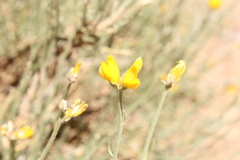 Genista capitellata image