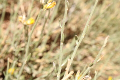 Genista capitellata image