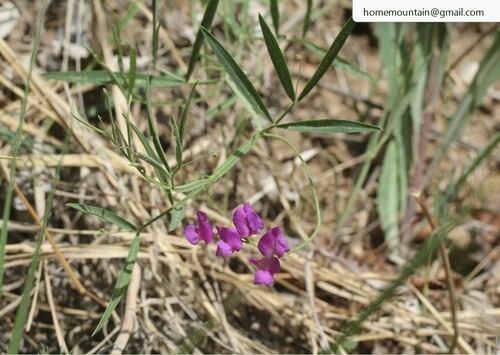 Lathyrus quinquenervius iNat (1)