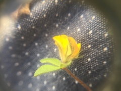 Lotus suaveolens