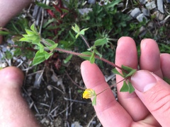 Lotus suaveolens