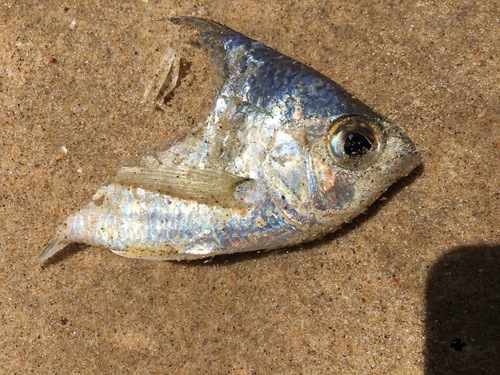 Gerres subfasciatus