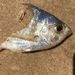 Gerres subfasciatus