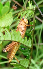 Schistocerca alutacea