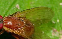 Dichaetomyia norrisi