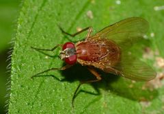 Dichaetomyia norrisi