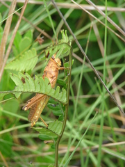 Schistocerca alutacea