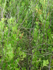 Schistocerca alutacea