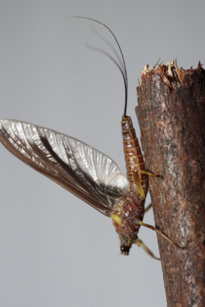 Cincticostella