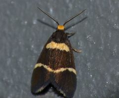 Thallarcha phalarota