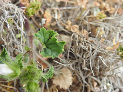 Image of Malva setigera by (c) Yves Bas, some rights reserved (CC BY)