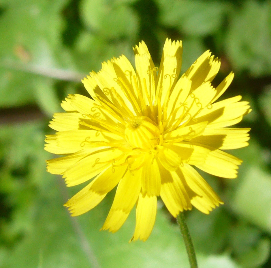 Crepis capillaris (GENplants) · iNaturalist