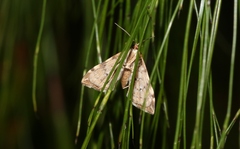 Musotima nitidalis