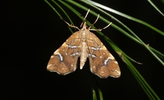 Musotima nitidalis