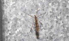 Atarba