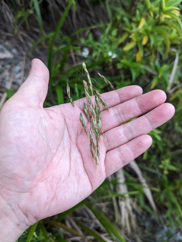 Spodiopogon cotulifer iNat (3)