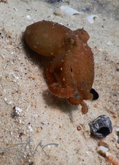 Octopus australis