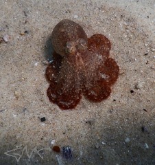 Octopus australis