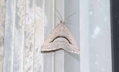 Dichromodes euscia