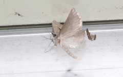 Dichromodes euscia