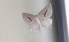 Dichromodes euscia