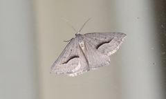 Dichromodes euscia