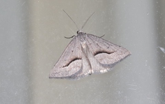 Dichromodes euscia