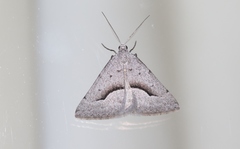 Dichromodes euscia
