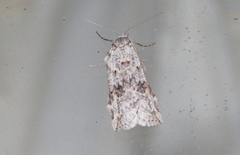 Neoteristis paraphanes