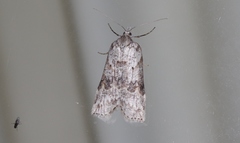 Neoteristis paraphanes