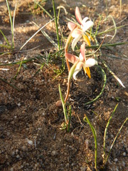 Hesperantha bachmannii