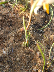 Hesperantha bachmannii