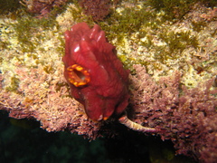 Pyura gibbosa