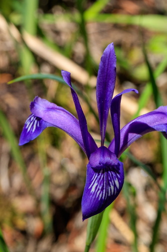Pilgrim Iris