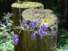 Aconitum degenii
