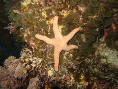 Pseudonepanthia troughtoni