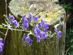 Aconitum degenii