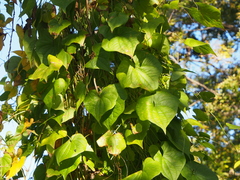 Dioscorea tokoro